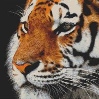 Tiger Portrait PDF