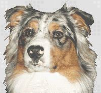 Australian Shepherd 2 PDF