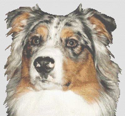 Australian Shepherd 2 PDF