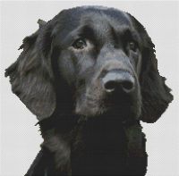 Black Flat Coated Retriever PDF