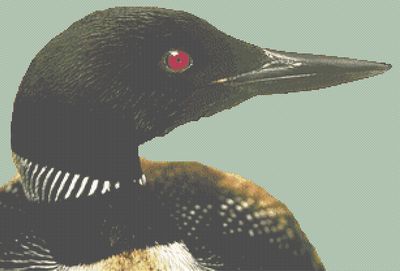 Common Loon PDF