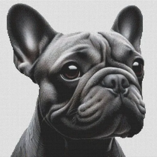 Blue French Bulldog