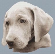 Weimaraner Pup PDF