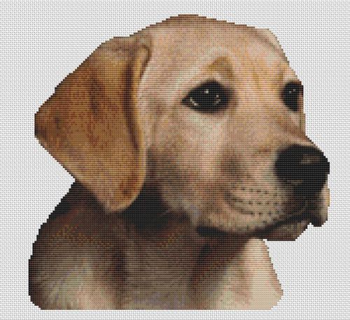 Molly - Yellow Lab Pup PDF