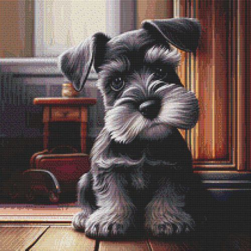 Schnauzer Puppy