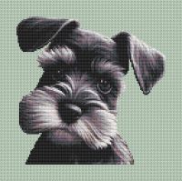 Schnauzer Portrait