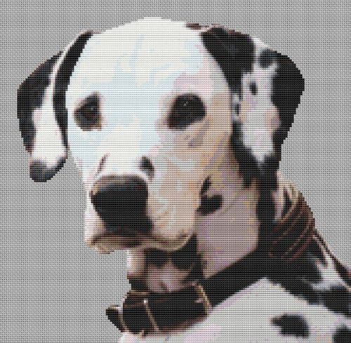 Dalmatian 3