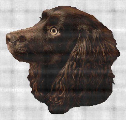 Boykin Spaniel