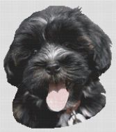 Havanese Puppy