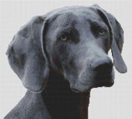 Weimaraner 2