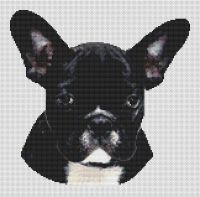 Black and White French Bulldog