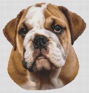 Brown and White Bulldog 