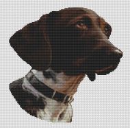 German Shorthaired Pointer 2