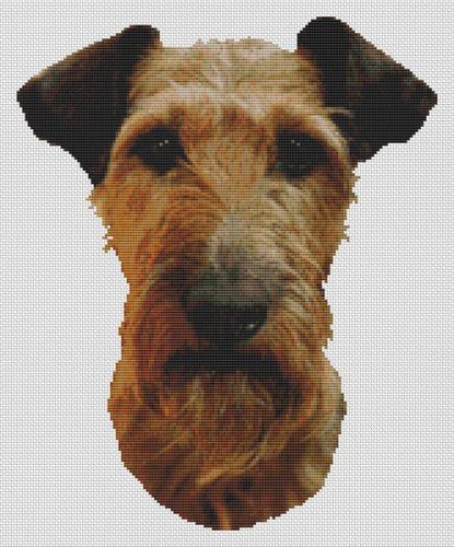 Irish Terrier