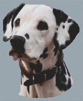 Dalmatian 4