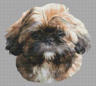 Sable Lhasa Apso Puppy