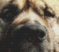 Through the Eyes - Akita