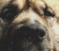 Through the Eyes - Akita