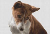 Basenji