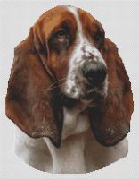 Red and White Basset Hound