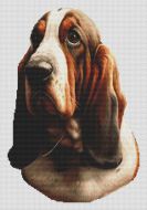 Tri Basset Hound 2