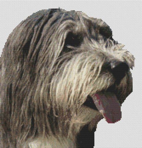 Bearded Collie 