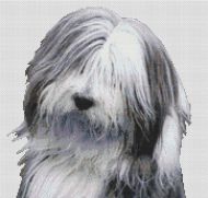 Bearded Collie 2