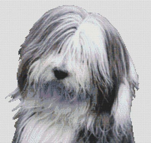 Bearded Collie 2