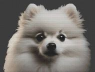 White Pomeranian