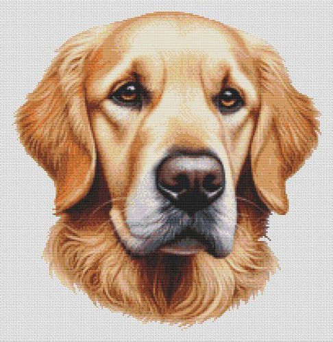 Golden Retriever - Ralph 