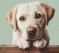 Yellow Lab Begging