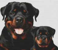 Rottweiler Pair