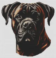 Brindle Bullmastiff