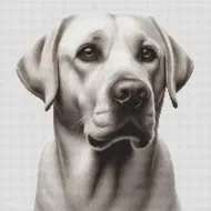 Silver Labrador Retriever