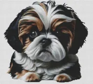 Black Gold and White Shih Tzu