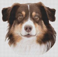 Red Tri Australian Shepherd