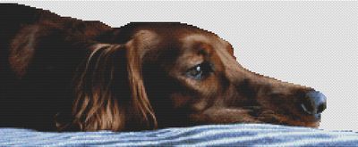 Tired Irish Setter PDF