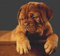 Dogue de Bordeaux Puppy PDF
