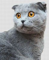 Grey Scottish Fold PDF