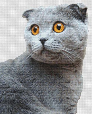 Grey Scottish Fold PDF