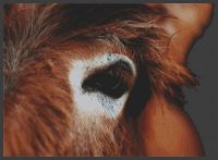 Through the Eye - Donkey PDF
