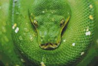 Green Tree Python PDF