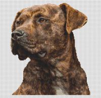 Brindle Pit Bull PDF