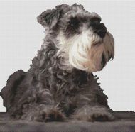 Schnauzer Watching ODF