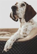 Treeing Walker Coonhound PDF