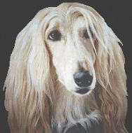 Afghan Hound II PDF