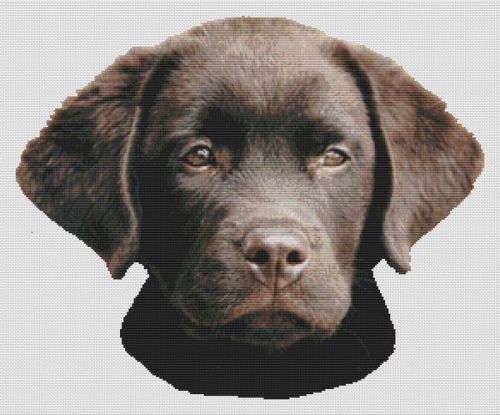 Chocolate Lab Pup 2 PDF