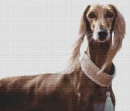 Saluki Beauty PDF