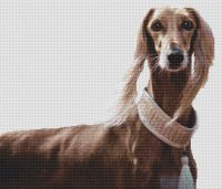 Saluki Beauty PDF