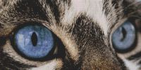 Through the Eye - Tabby Cat